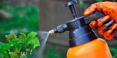 Kako preraditi ribizle nakon berbe, od bolesti i štetočina